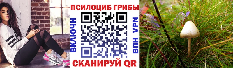 Купить Новокузнецк Псилоцибиновые грибы MAGIC MUSHROOMS
